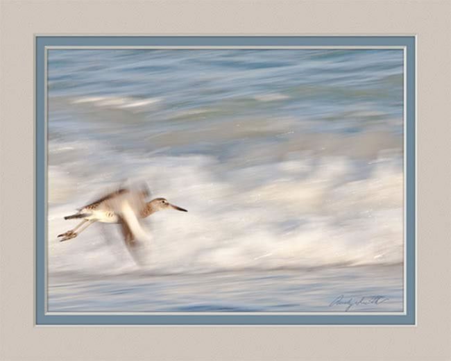 Willet in the Surf